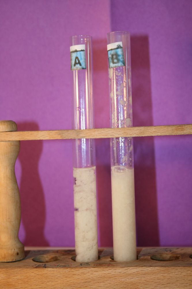 gal/LES_CINQUIEMES/ACTIVITE DIGESTION IN VITRO/Groupe_05/Groupe05_T_00h50min/Groupe05_T_00h_50min_13.JPG